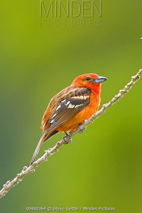 Flame Colored Tanager Stock Photo Minden Pictures