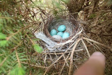 Nestwatch Chipping Sparrow Nest Containing A Cowbird Egg Nestwatch