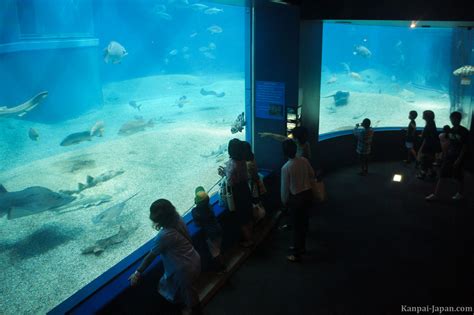 Kaiyukan Aquarium Osakas Vertical Tank And Whale Shark
