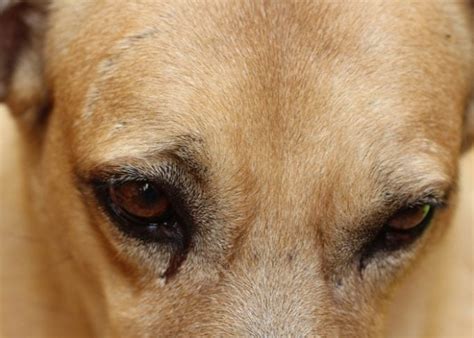 Eye Boogers In Dogs Aka Dog Eye Discharge Causes And Treatments