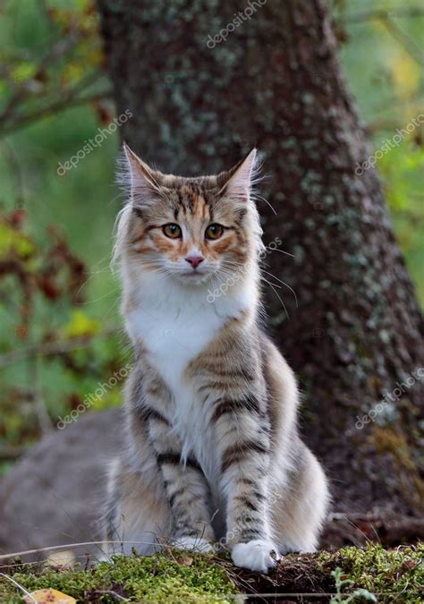 Norwegian Forest Cat Female Sitting Tree Forest — Stock