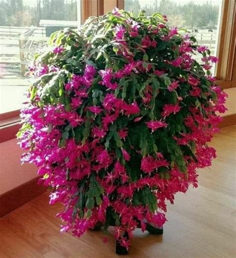 This Beautiful Indoor Plant Is In Great Demand Especially During The