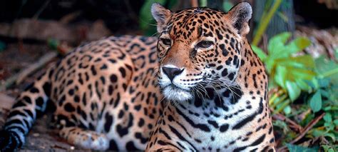 El Jaguar Está En Peligro De Extinción Like A Tourist