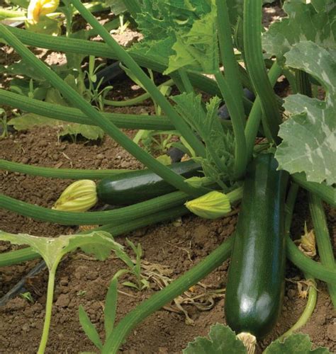 4 Live Black Beauty Zucchini Squash Plants 4 6 Spring Etsy