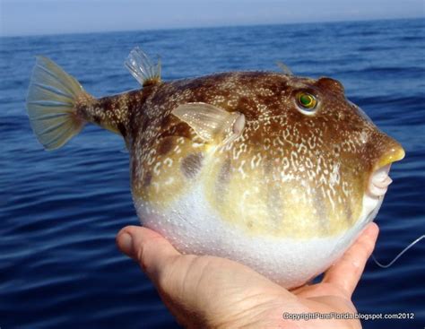 Pure Florida Gopro Underwater Fishing Video