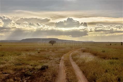 African Savannah At Sunset Lonely Tree Stock Image Image Of Beauty