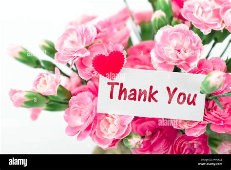 Thank You Card And Beautiful Blooming Of The Pink Carnation Flowers On