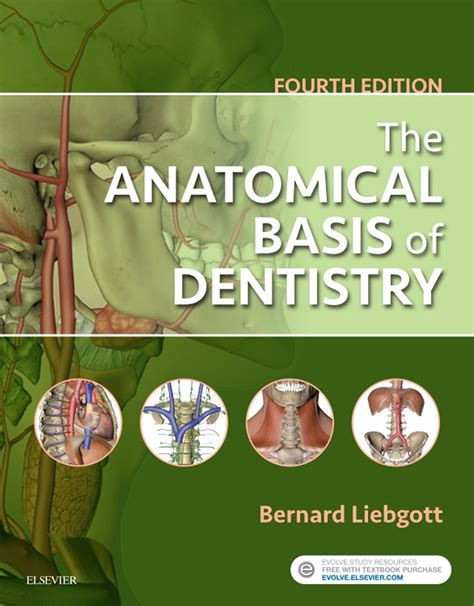 The Anatomical Basis Of Dentistry E Book E Book