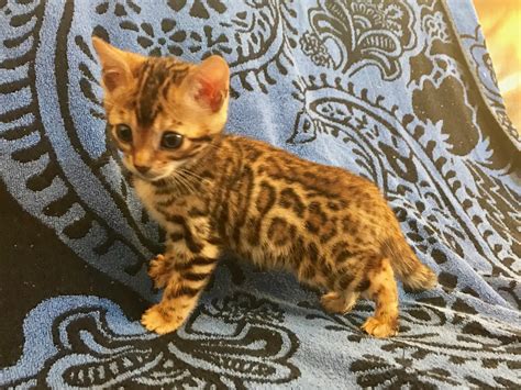 I am an exotic kitten breeder and offer kittens for sale in virginia specializing in: Bengal Cats For Sale | Chicago, IL #249002 | Petzlover