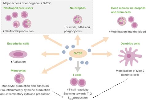 Severe Congenital Neutropenia Concise Medical Knowledge