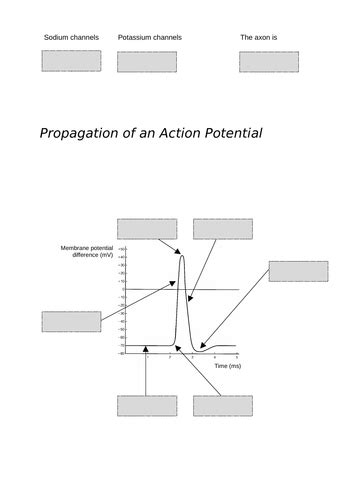 Action Potential Slider Activity A Level Teaching Resources