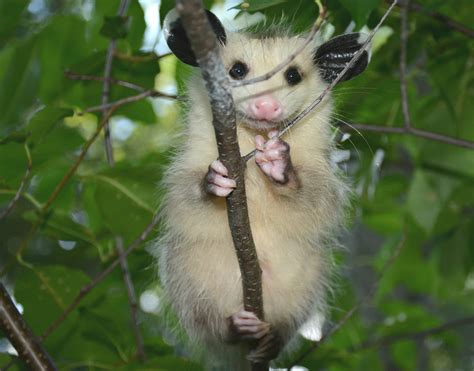 Aww Possum Rescue Opossum Rescue
