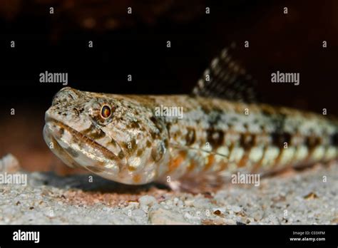 Lizard Fish Hi Res Stock Photography And Images Alamy