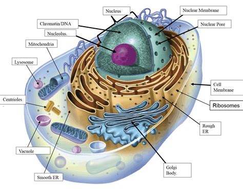 Diagram Of A Cell Labeled