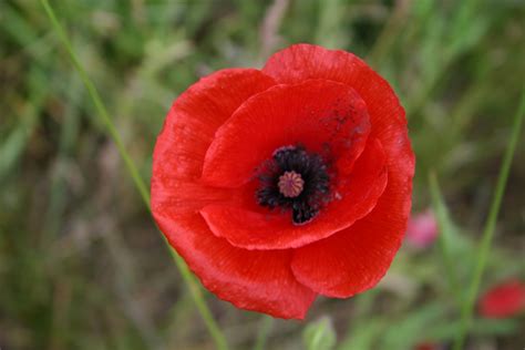 Symbol Of Remembrance Flowers Best Flower Site