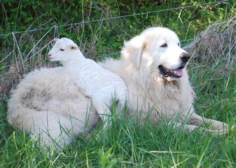 adorably ginormous dog breeds  bigger    imagined livestock guardian