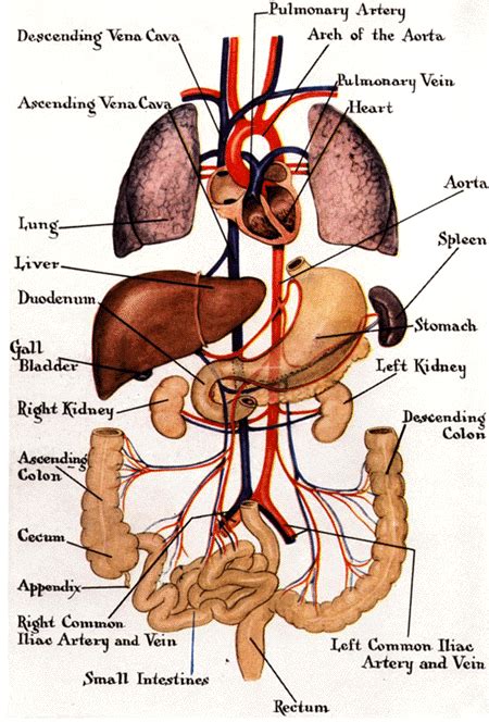 Women S Body Organs Chart