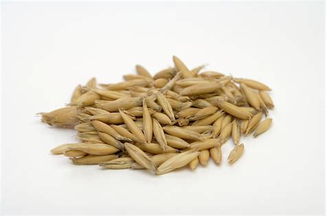 Oat Seeds Avena Sativa Photograph By Science Stock Photography