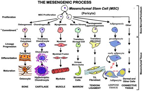 Mesenchymal Stem Cells Properties Process Functions Therapies