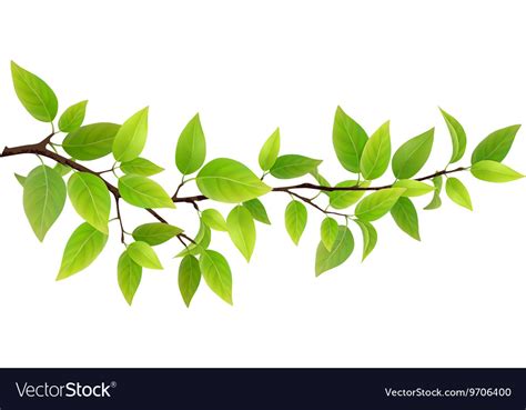 Small Tree Branch With Green Leaves Royalty Free Vector