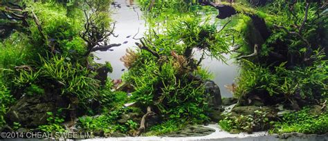 It is a functioning part of your aquascape that will promote plant health and growth. Best Aquascapes of 2014 - Aquarium Info