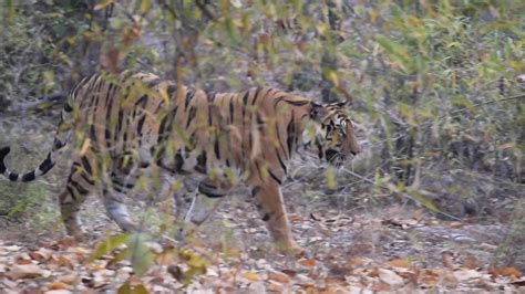 Bandhavgarh Tiger Reserve Rd Feb V Zone Khitauli Youtube