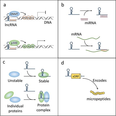 Functional Mechanisms Of LncRNA In HCC A LncRNAs Interacts With DNA To