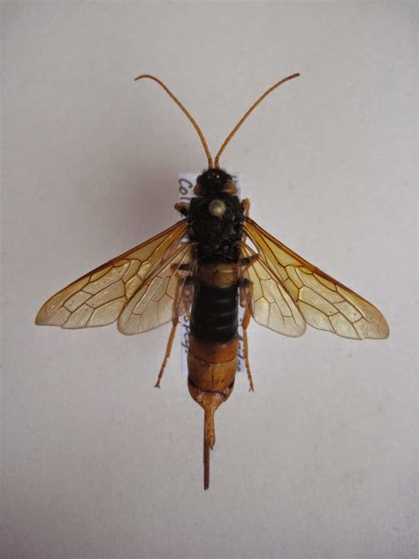 Insects Of Britain Giant Wood Wasp Horntail
