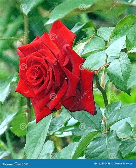 Rose Es Un Símbolo De Perfección Sabiduría Y Pureza Reconocida Su