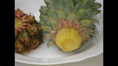 How To Grow A Pineapple At Home A Quick Tutorial With