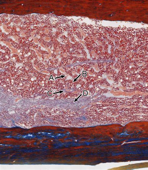 Blood And Bone Marrow Histology