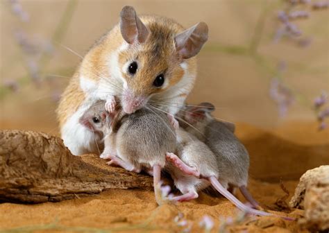 Rodent Regeneration ‘unique Spiny Mouse Genome Offers Potential