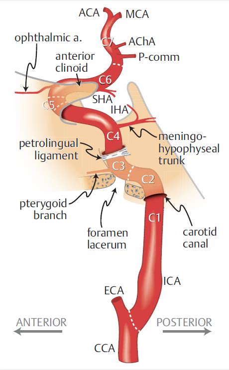 External Carotid Artery Branches Angiogram