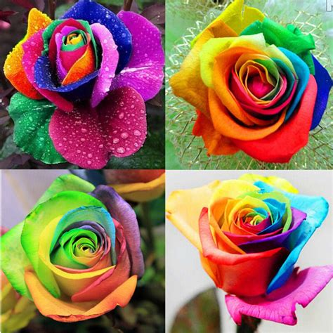 Lots 200pcs Colorful Rainbow Rose Flower Seeds Home Garden