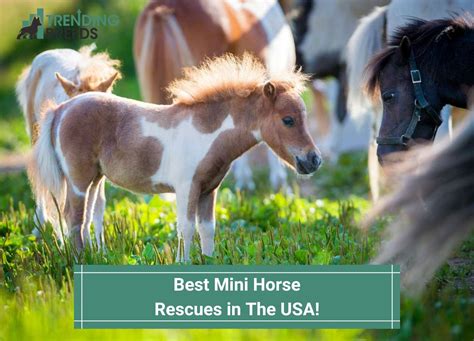 13 Best Mini Horse Rescues In The Usa 2023