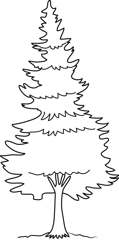 pine tree coloring page  clip art