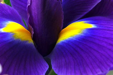 Purple Violet And Yellow Purple Yellow Color Combinations Contrast