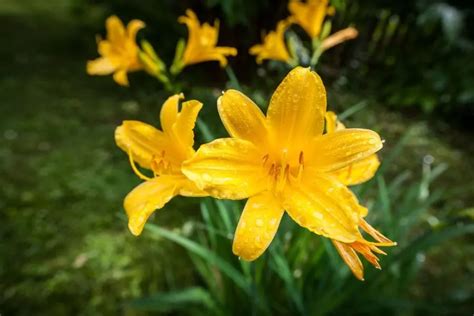 Daylilies Care And Maintenance Tips For More Vibrant Blooms The