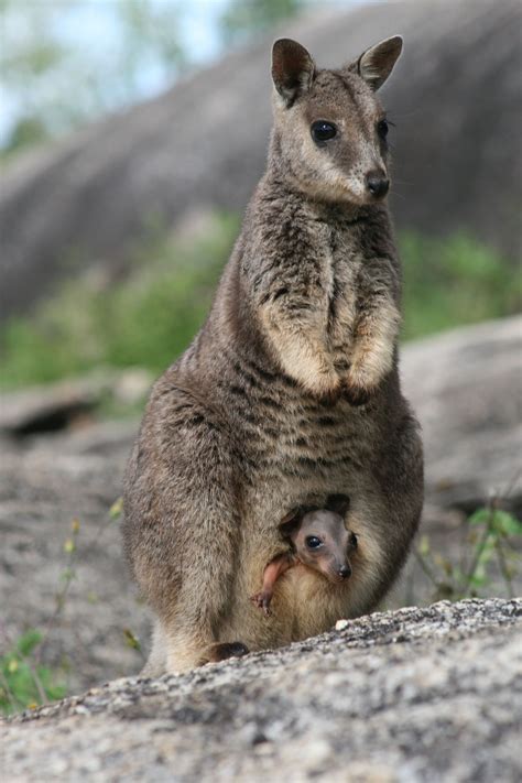Queensland Mammals Pets Lovers