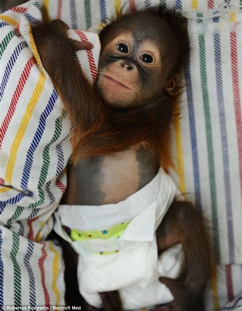 Say Hello To Rizki The Tiny Nappy Wearing Orangutan Who Is Hand Reared