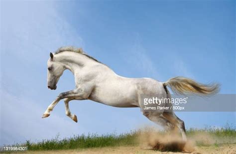 White Horses Galloping Photos Et Images De Collection Getty Images