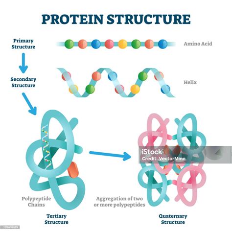 Protein Structure Vector Illustration Labeled Amino Acid Chain