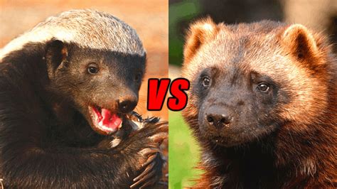 Wolverine Vs Honey Badger Who Would Win Animals Comparison