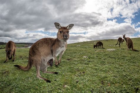 Where The Wild Things Are Why You Must Visit Kangaroo Island Where