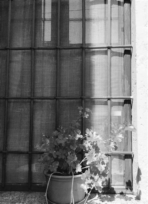 Black And White Sunday Windows Milaneseblog