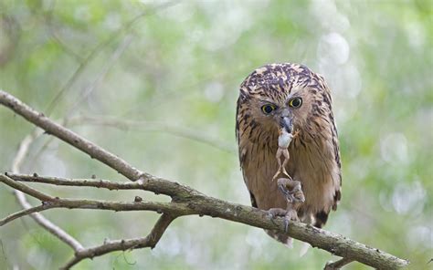 Brown And Black Owl Perched On Branch With Brown Frog Between Beak Hd
