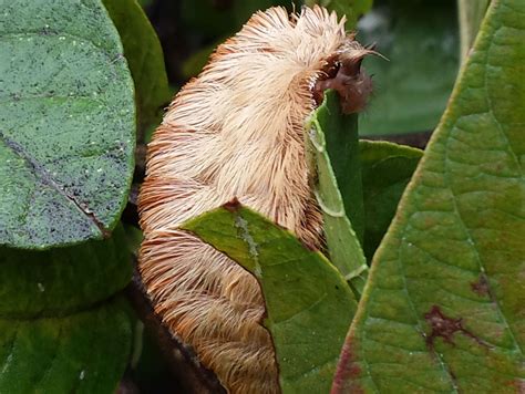 Poisonous Furry Caterpillars That Look Like Wigs Are Popping Up In