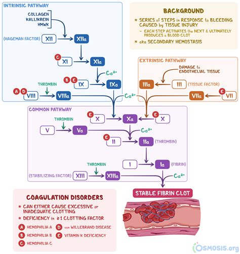 During The Vascular Phase Of Hemostasis Explained By Faqguide