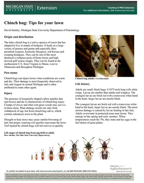 Chinch Bug Tips For Your Lawn Msu Extension