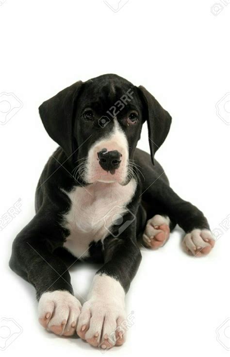 Best Ever Black And White Great Dane Puppies Pixaby